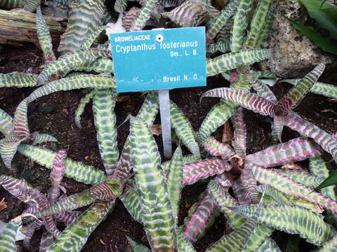 Cryptanthus fosterianus L. B. Sm. resmi