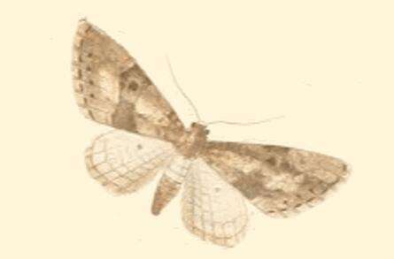 Слика од Eupithecia gueneata Millière 1862