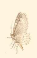 Слика од Eupithecia gueneata Millière 1862