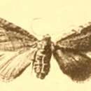 Image of Eupithecia moecha Dietze 1903