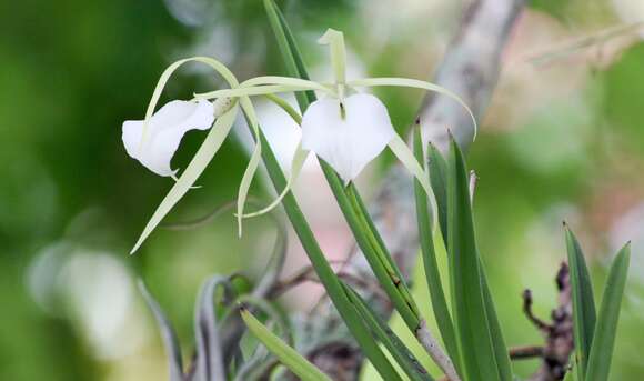 Image of lady of the night orchid