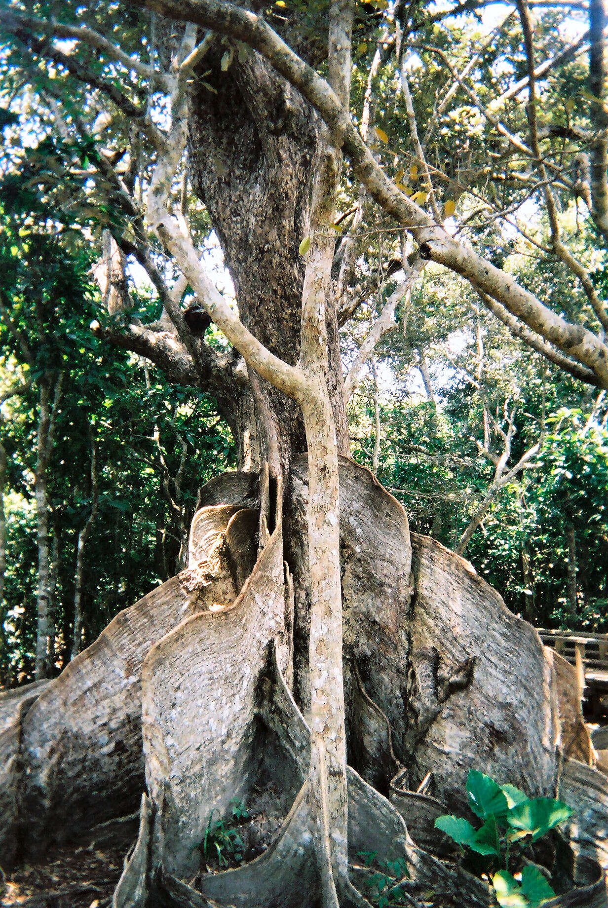 Image of Sundari tree