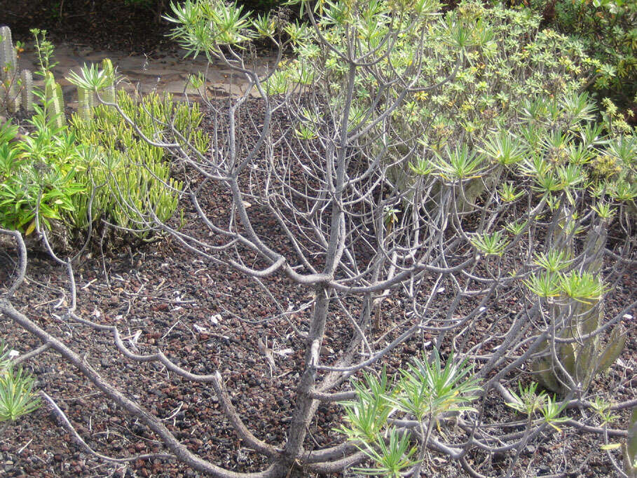 Plancia ëd Echium aculeatum Poir.