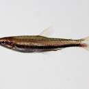 Image of Greenstripe pencilfish
