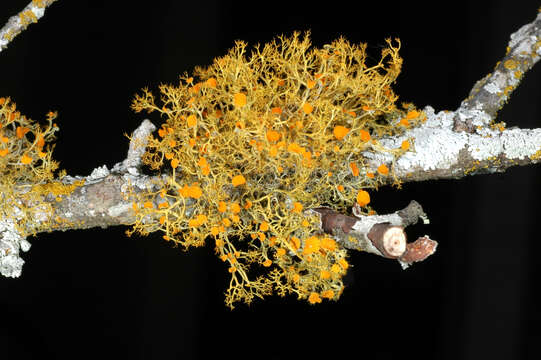 Image of teloschistes lichen