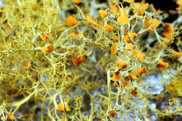 Image of teloschistes lichen