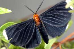 Image of White-tipped Black