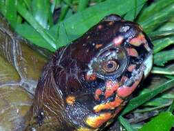 Image of Three-toed box turtle