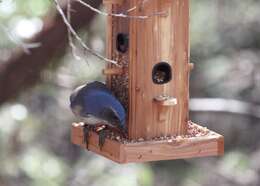 Image of Woodhouse's Scrub Jay