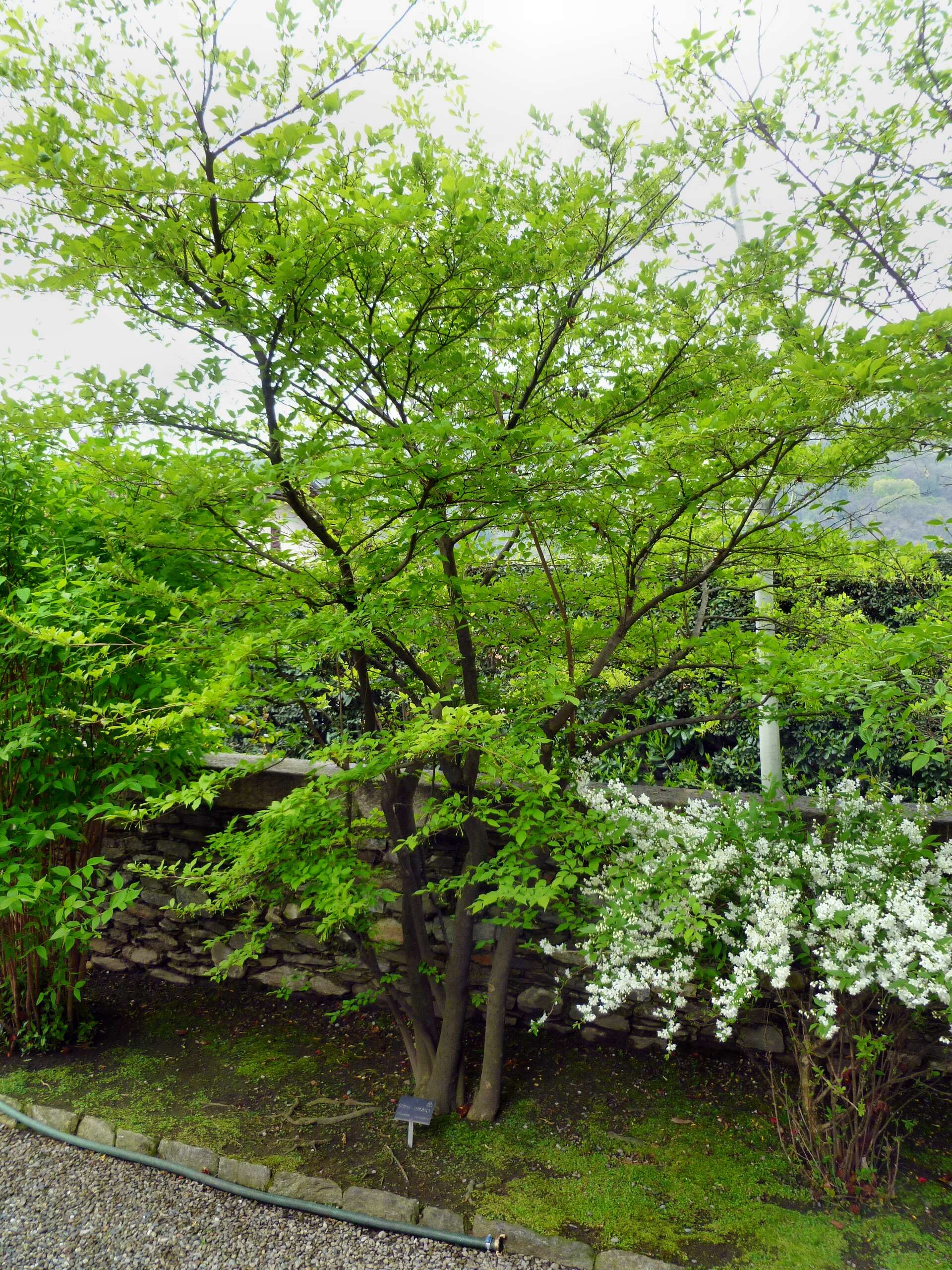 Image of Japanese snowbell