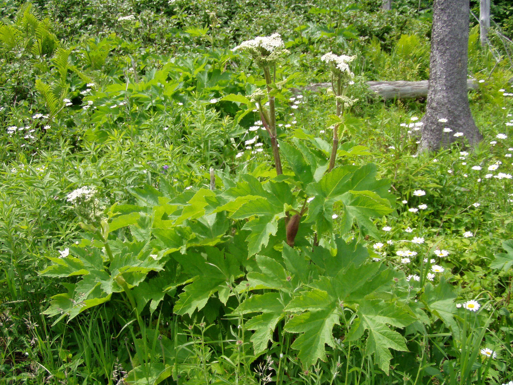 Plancia ëd Heracleum sphondylium subsp. montanum (Schleicher ex Gaudin) Briq.