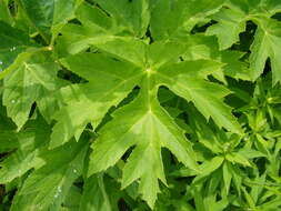 Plancia ëd Heracleum sphondylium subsp. montanum (Schleicher ex Gaudin) Briq.