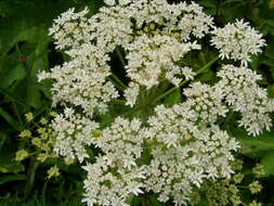 Plancia ëd Heracleum sphondylium subsp. montanum (Schleicher ex Gaudin) Briq.