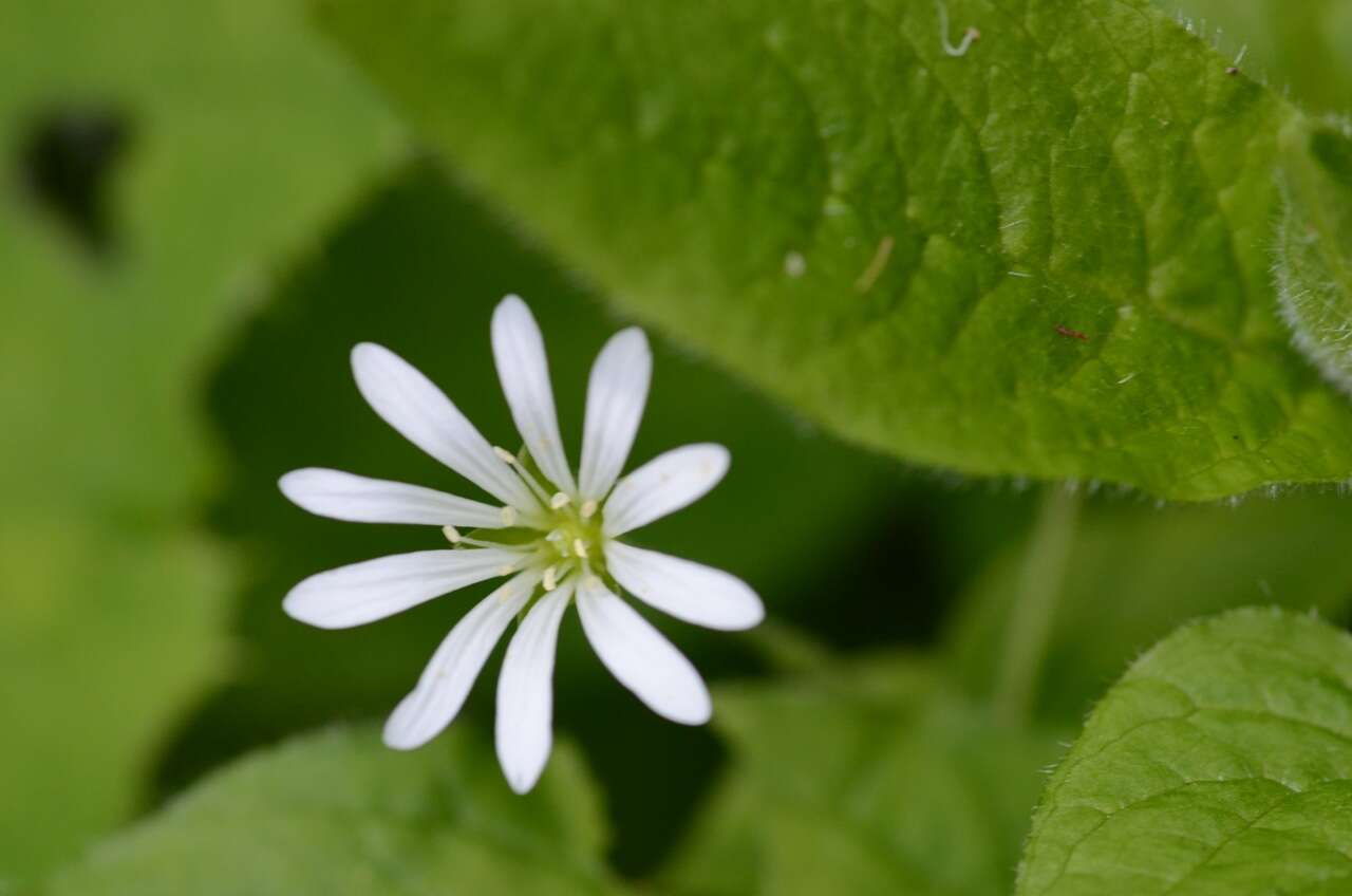 Image of wood stitchwort