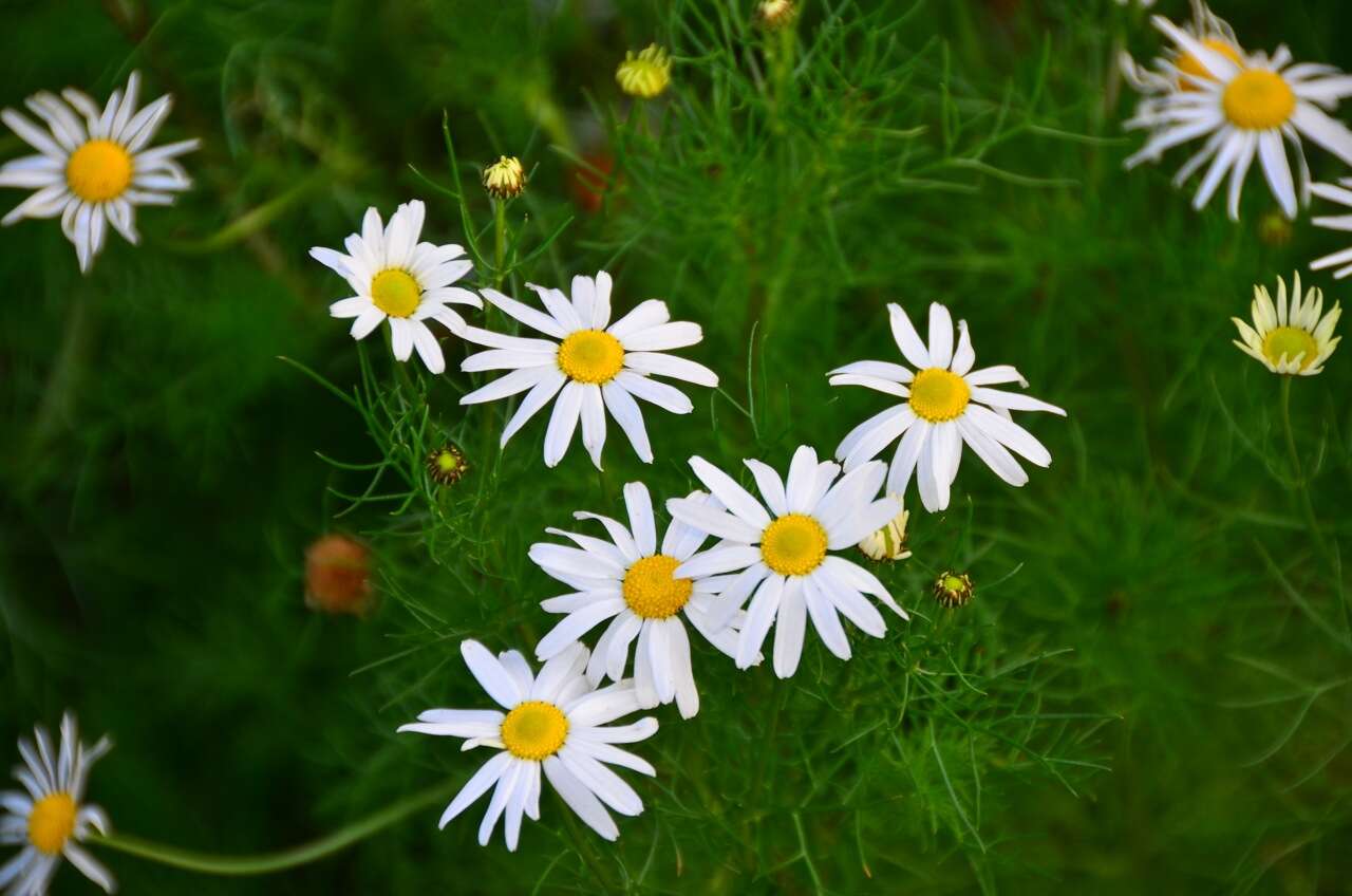 Image of scentless false mayweed