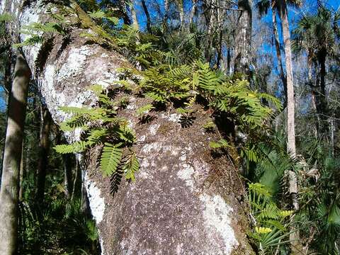 Image of resurrection fern