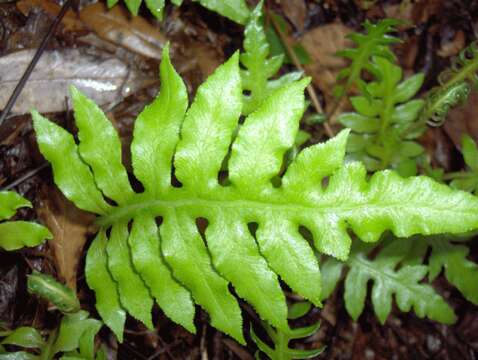 Image of monarch fern