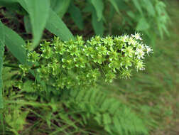 Image of amianthium