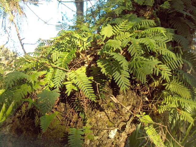 Image of resurrection fern