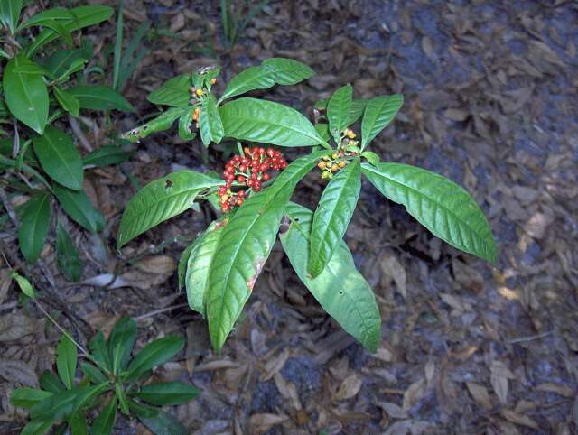 Plancia ëd Psychotria punctata Vatke