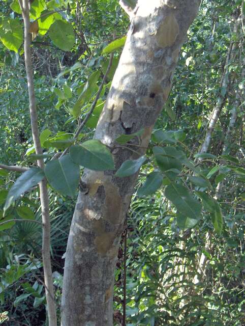 Image of Florida fishpoison tree