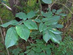 Image of Florida fishpoison tree