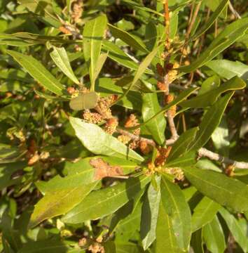 Image of wax myrtle