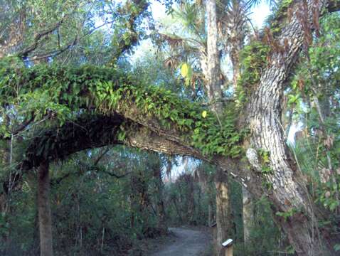 Image of resurrection fern