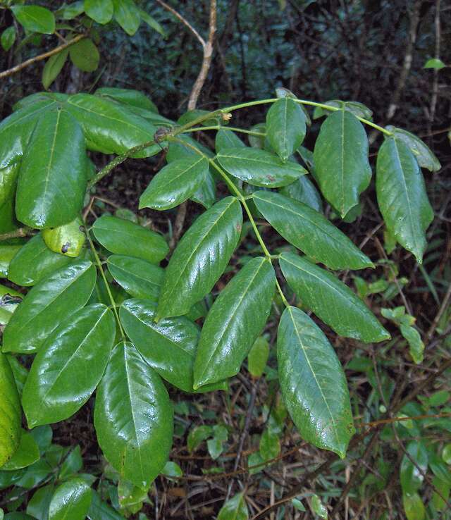 Image of Florida fishpoison tree