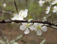 Image of creek plum