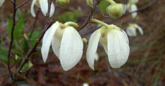 Image of netted pawpaw