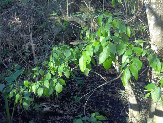 Image of Florida fishpoison tree