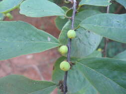 Image of Breynia vitis-idaea (Burm. fil.) C. E. C. Fisch.