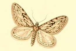 Слика од Eupithecia rosmarinata Millière 1865