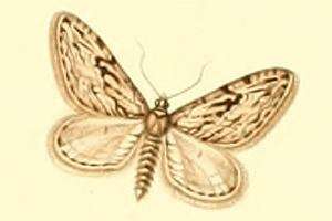 Слика од Eupithecia rosmarinata Millière 1865