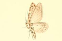 Слика од Eupithecia rosmarinata Millière 1865