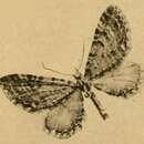 Sivun Eupithecia suboxydata Staudinger 1897 kuva