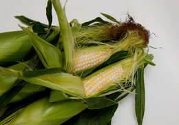 Image of Zea mays Saccharata