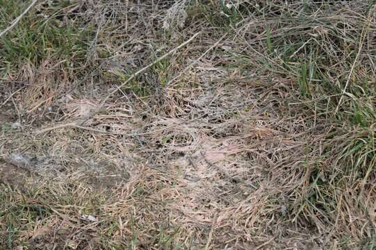 Image of Pink Snow Mold