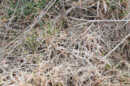 Image of Pink Snow Mold