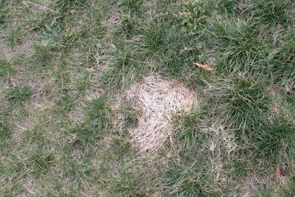 Image of Pink Snow Mold