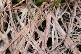 Image of Pink Snow Mold