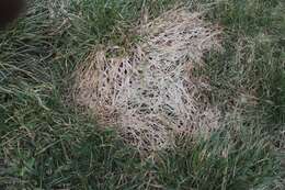 Image of Pink Snow Mold