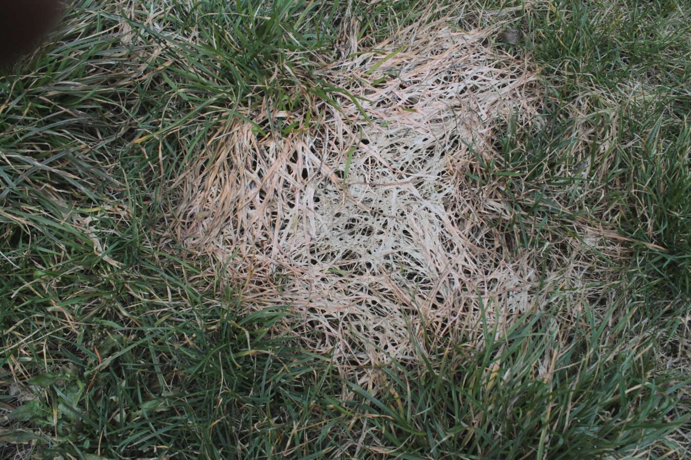 Image of Pink Snow Mold