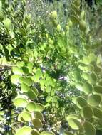 Image of Robsonodendron maritimum (Bolus) R. H. Archer