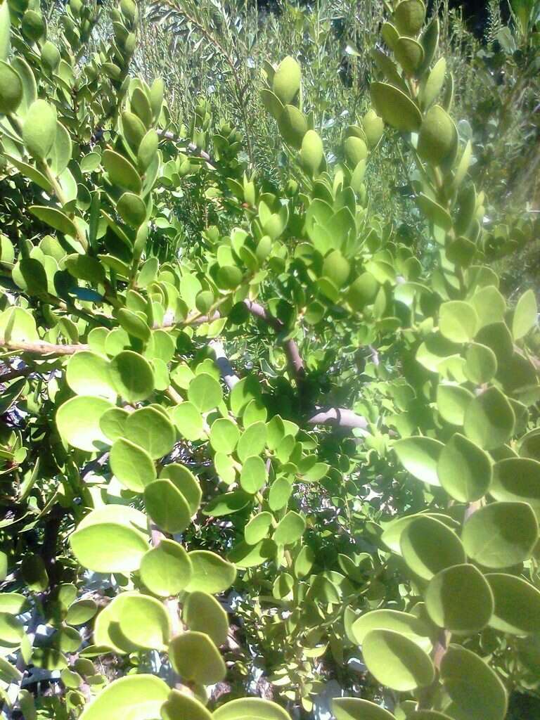 Image of Robsonodendron maritimum (Bolus) R. H. Archer