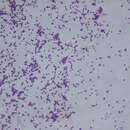 Sivun Staphylococcus saprophyticus kuva