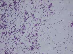 Plancia ëd Staphylococcus saprophyticus