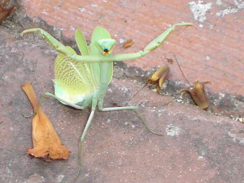 Image of Stagmomantis limbata Hahn 1835