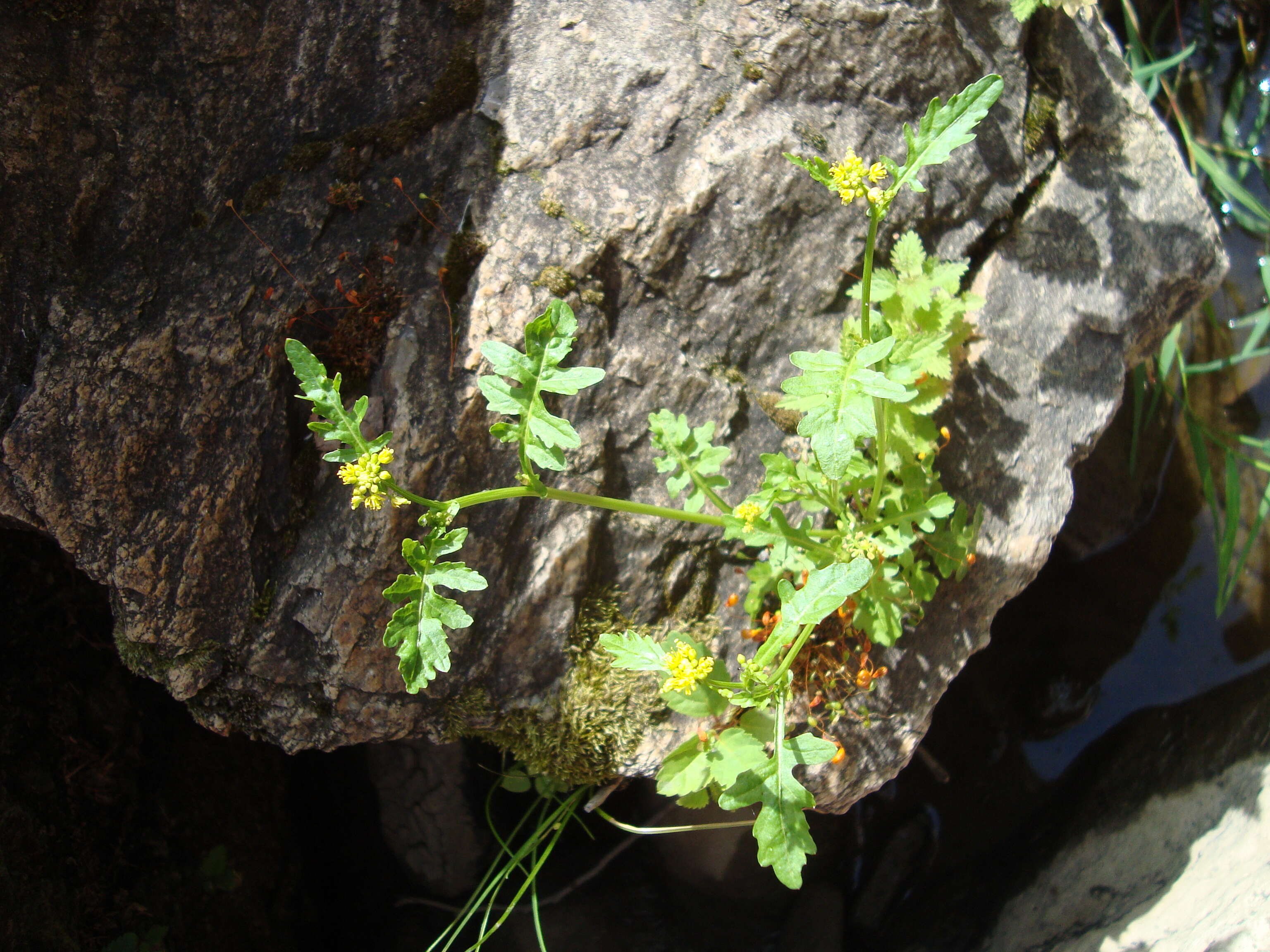 Image of creeping yellowcress